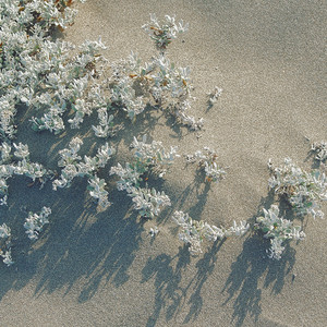 Dunes blossoms